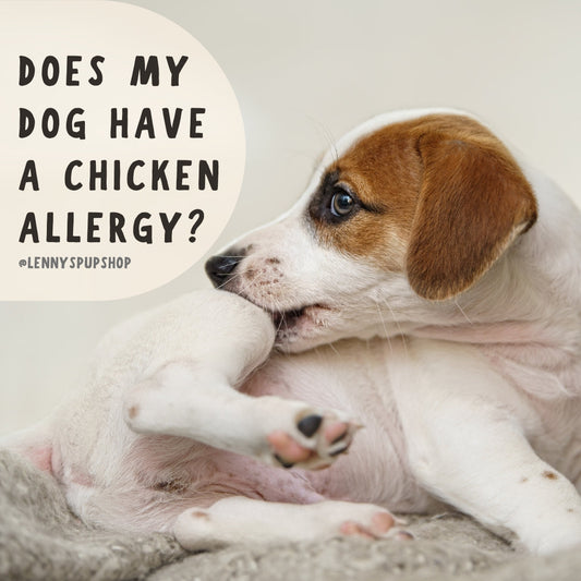 Does my dog have a chicken allergy?