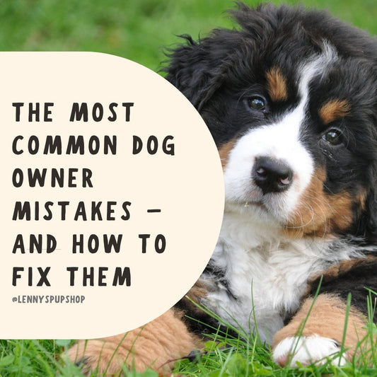 The Most Common Dog Owner Mistakes – And How to Fix Them