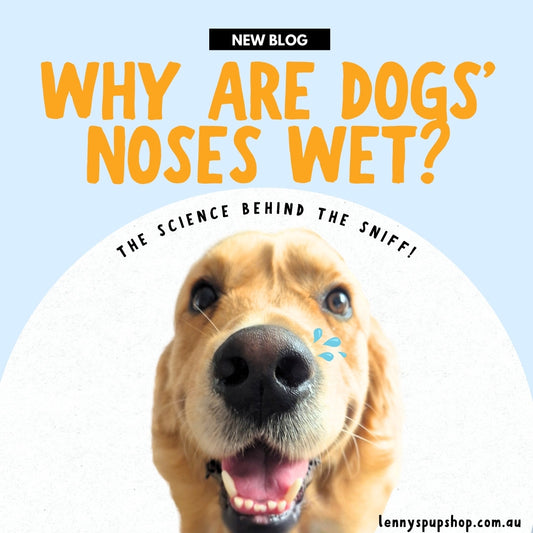 Why are dogs' noses wet? Blog