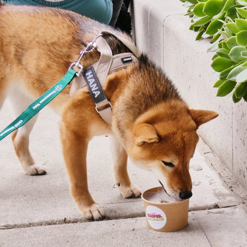 Lenny's Pup Shop for KIIS101.1 deadpool and wolverine