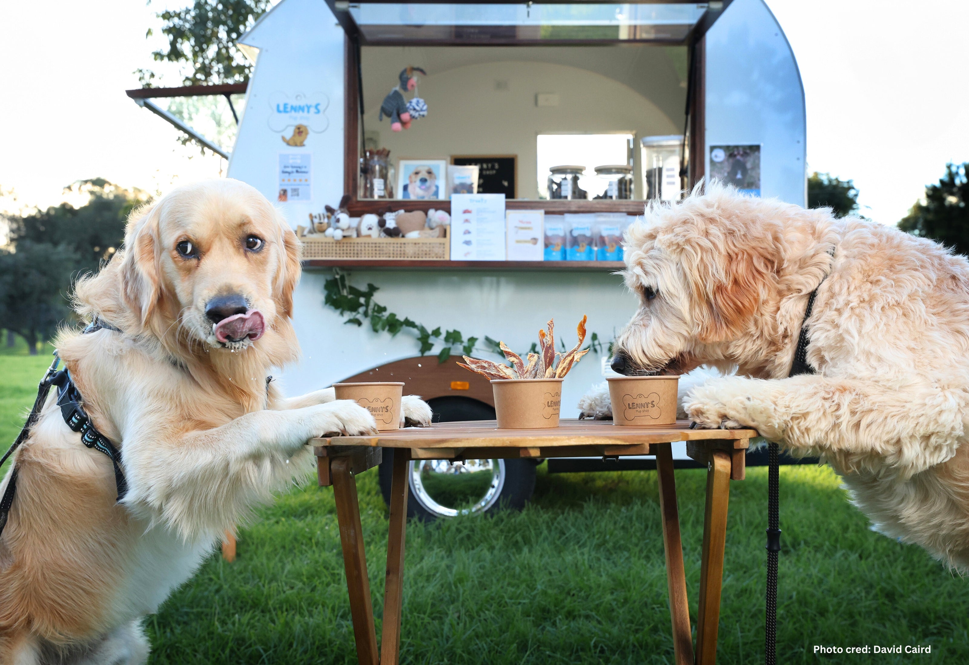 Best dog cafe Melbourne