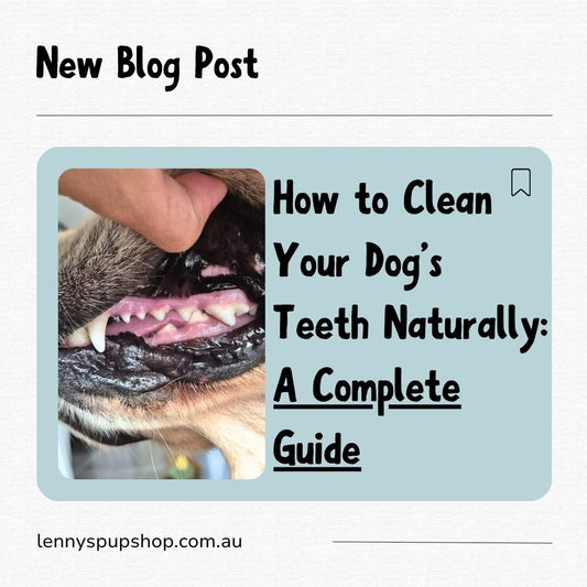 How to Clean Your Dog’s Teeth Naturally – A Complete Guide