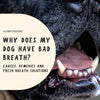 Why Does My Dog Have Bad Breath? Causes, Remedies and Fresh Breath Solutions