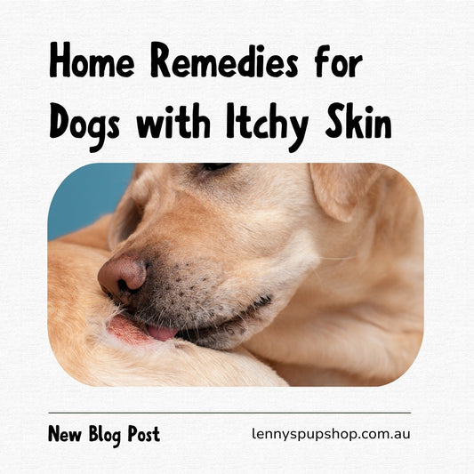 Home Remedies for Dogs with Itchy Skin