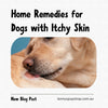 Home Remedies for Dogs with Itchy Skin