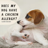 Does my dog have a chicken allergy?