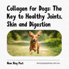 Collagen for Dogs: The Key to Healthy Joints, Skin and Digestion
