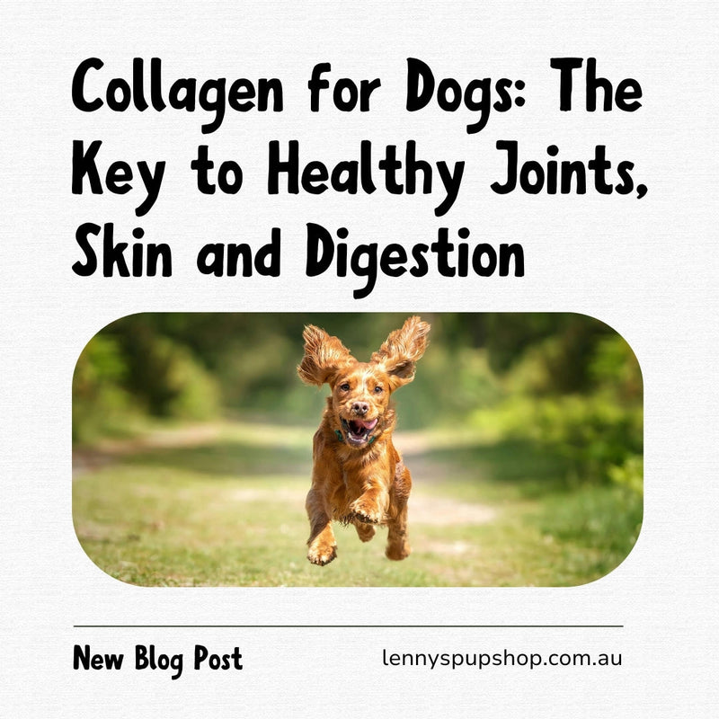 Collagen for Dogs: The Key to Healthy Joints, Skin and Digestion