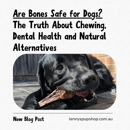 Are Bones Safe for Dogs? The Truth About Chewing, Dental Health and Natural Alternatives