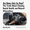 Are Bones Safe for Dogs? The Truth About Chewing, Dental Health and Natural Alternatives