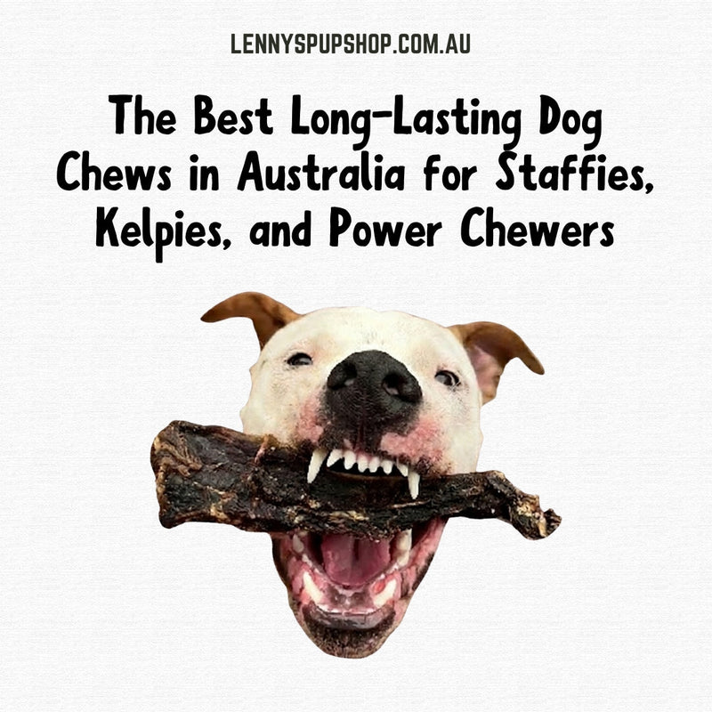The Best Long-Lasting Dog Chews in Australia for Staffies, Kelpies, and Power Chewers