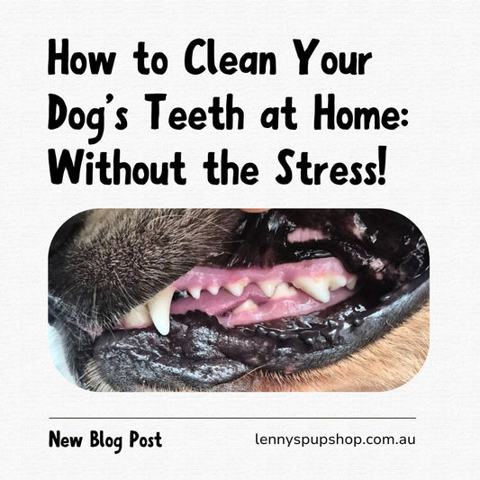 How to clean your dog's teeth without the stress
