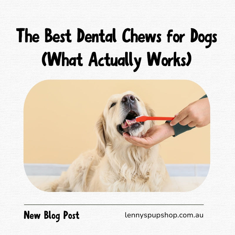 The Best Dental Chews for Dogs (What Actually Works)