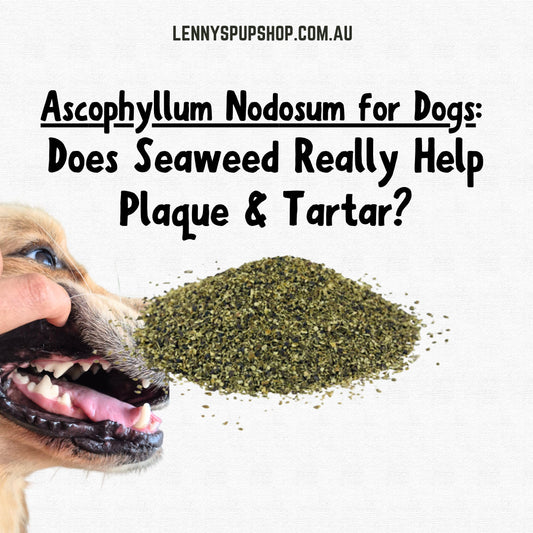 Ascophyllum Nodosum for Dogs: Does Seaweed Really Help Plaque & Tartar?