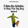 7 Rainy Day Activities to Keep Your Dog Busy Indoors