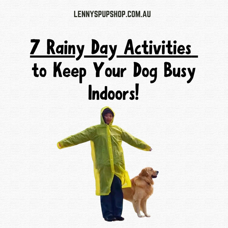 7 Rainy Day Activities to Keep Your Dog Busy Indoors