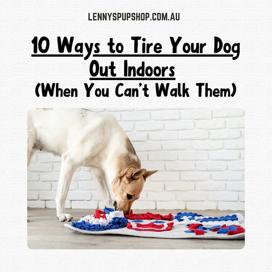 10 Ways to Tire Your Dog Out Indoors (When You Can’t Walk Them)