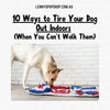 10 Ways to Tire Your Dog Out Indoors (When You Can’t Walk Them)