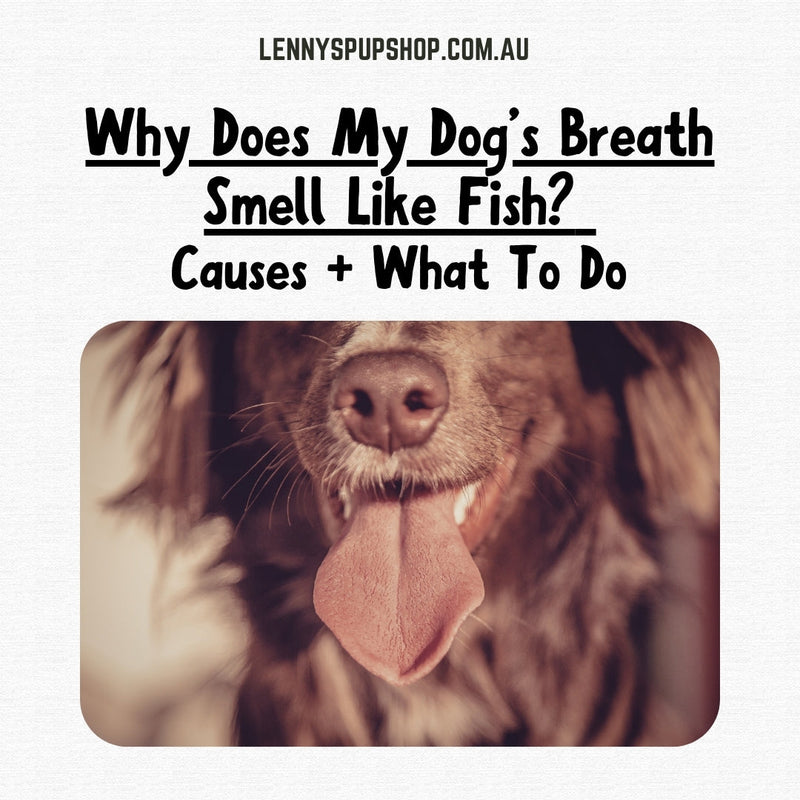 Why Does My Dog’s Breath Smell Like Fish? Causes + What To Do