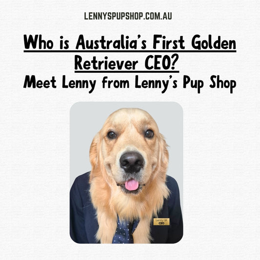 Who is Australia’s First Golden Retriever CEO? Meet Lenny from Lenny’s Pup Shop