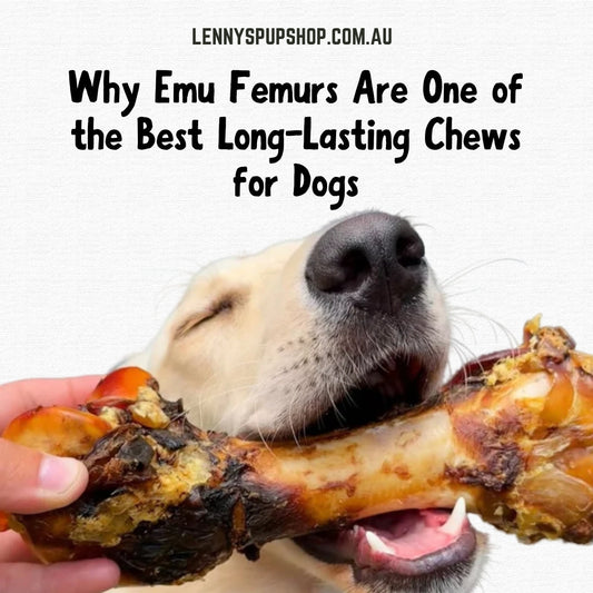 Why Emu Femurs Are One of the Best Long-Lasting Chews for Dogs