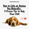 How to Calm an Anxious Dog Naturally: 9 Proven Tips to Help Them Chill