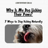 Why Is My Dog Licking Their Paws? 7 Ways to Stop Itching Naturally