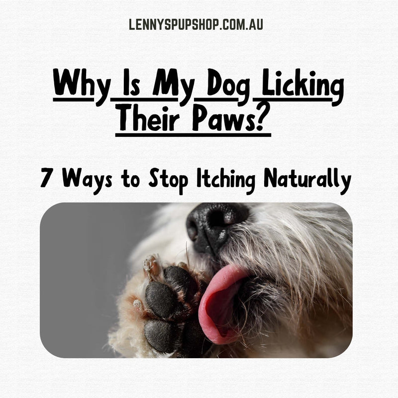 Why Is My Dog Licking Their Paws? 7 Ways to Stop Itching Naturally