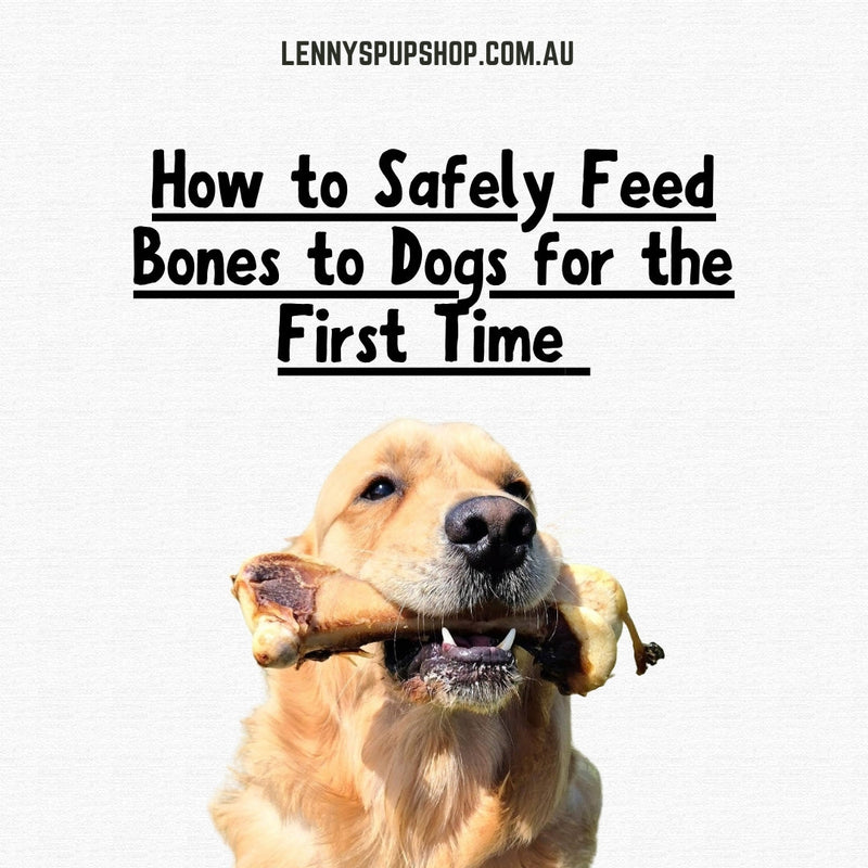 How to Safely Feed Bones to Dogs for the First Time | Lenny’s Pup Shop