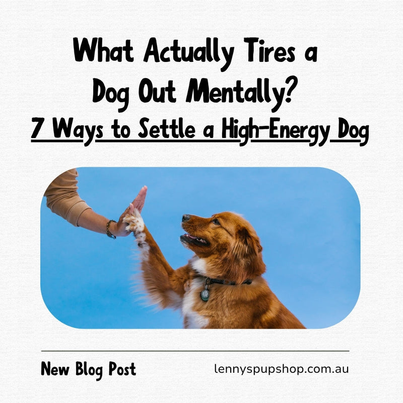 What Actually Tires a Dog Out Mentally? 7 Ways to Settle a High-Energy Dog