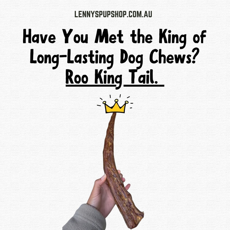 Have You Met the King of Long-Lasting Dog Chews? Roo King Tail ? Lenny's Pup Shop