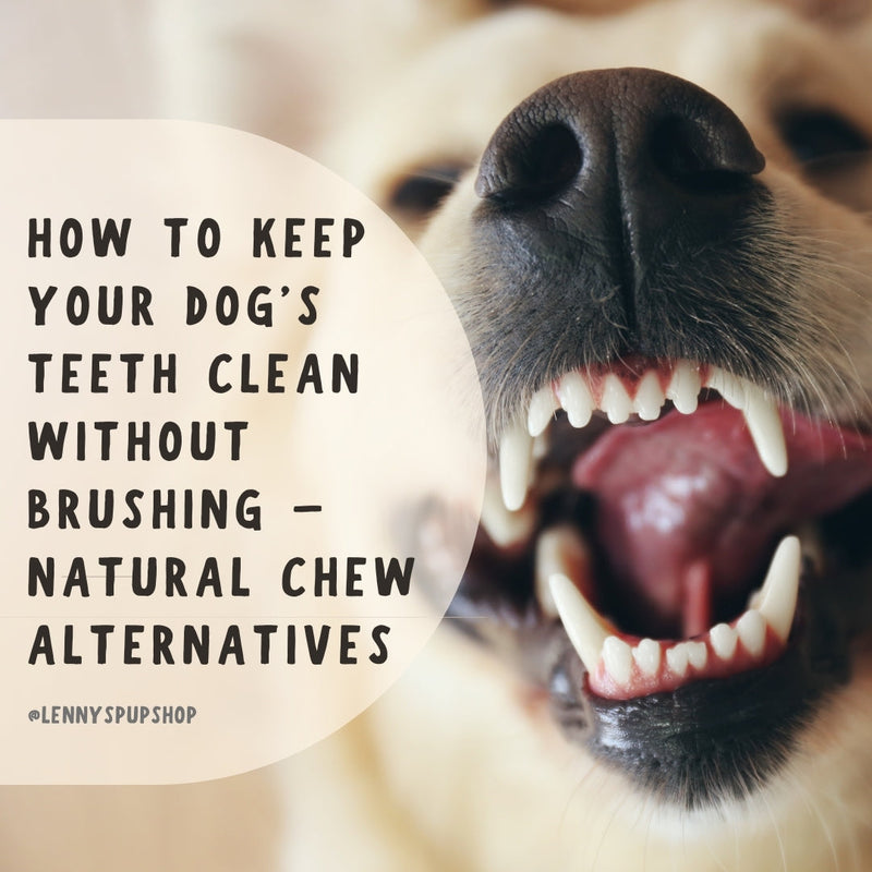 How to Keep Your Dog’s Teeth Clean Without Brushing – Natural Chew Alternatives