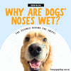 Why Are Dogs’ Noses Wet? The Science Behind the Sniff!