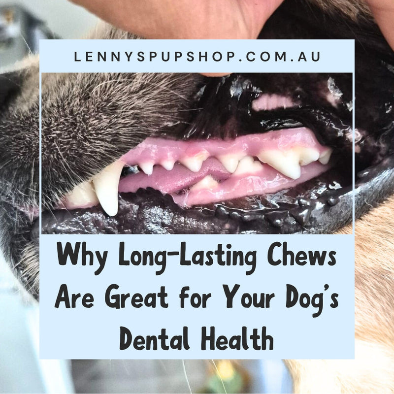 Why Long-Lasting Chews Are Great for Your Dog’s Dental Health