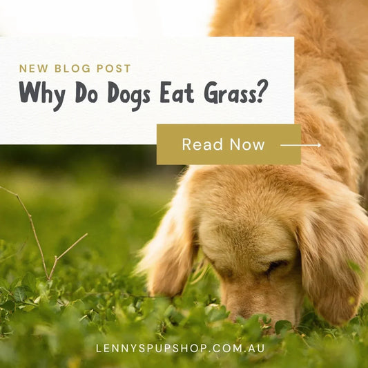 Why do dogs eat grass?