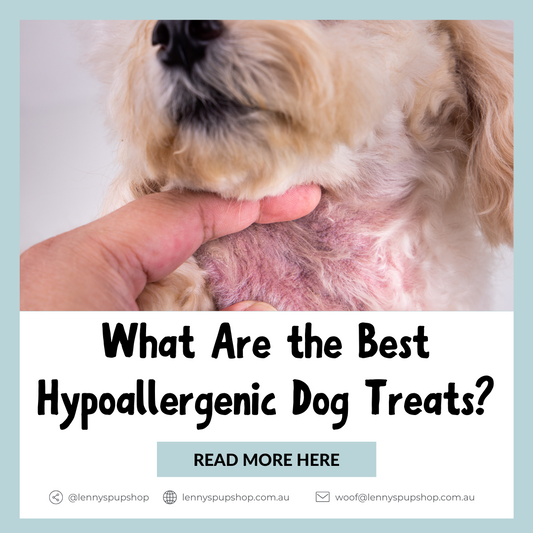 What Are the Best Hypoallergenic Dog Treats?