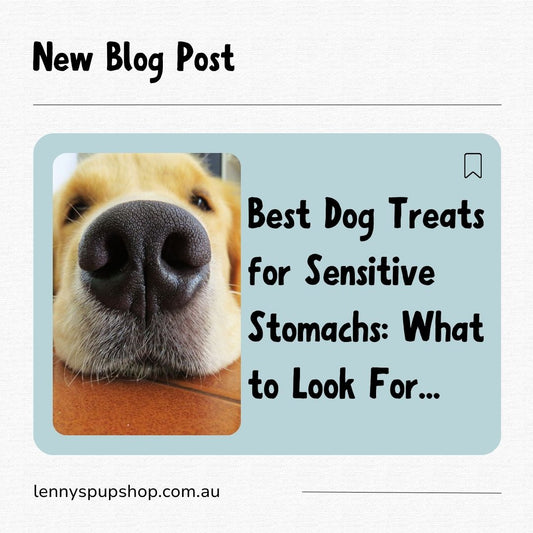 Best Dog Treats for Sensitive Stomachs: What to Look For