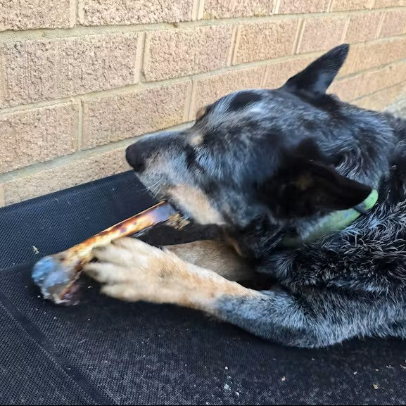 Australian Cattle Dog chewing on a long-lasting Roo Femur natural dog treat"