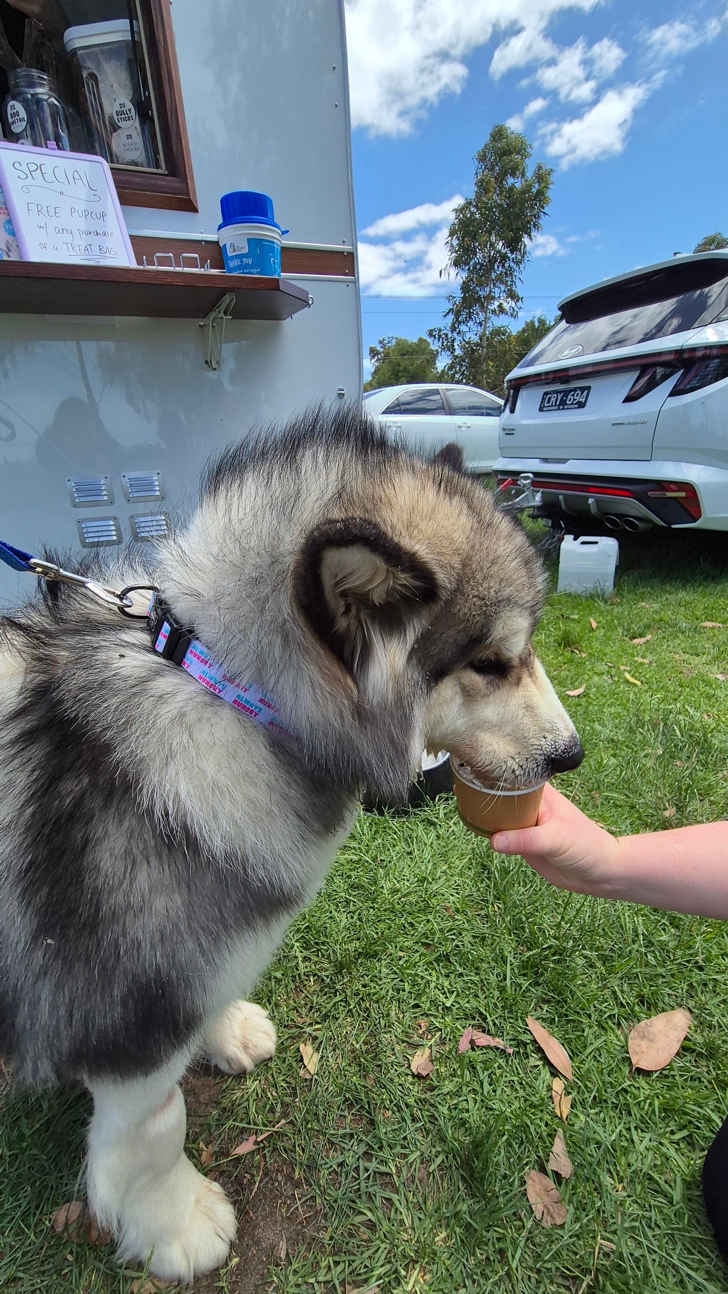 Always Hungry Dog Collar