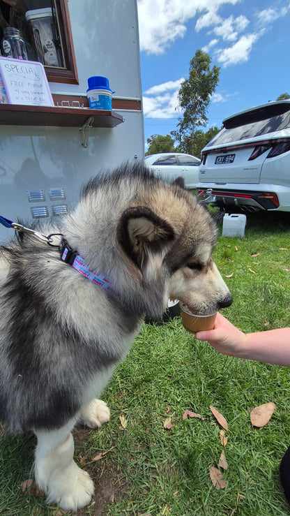 Always Hungry Dog Collar