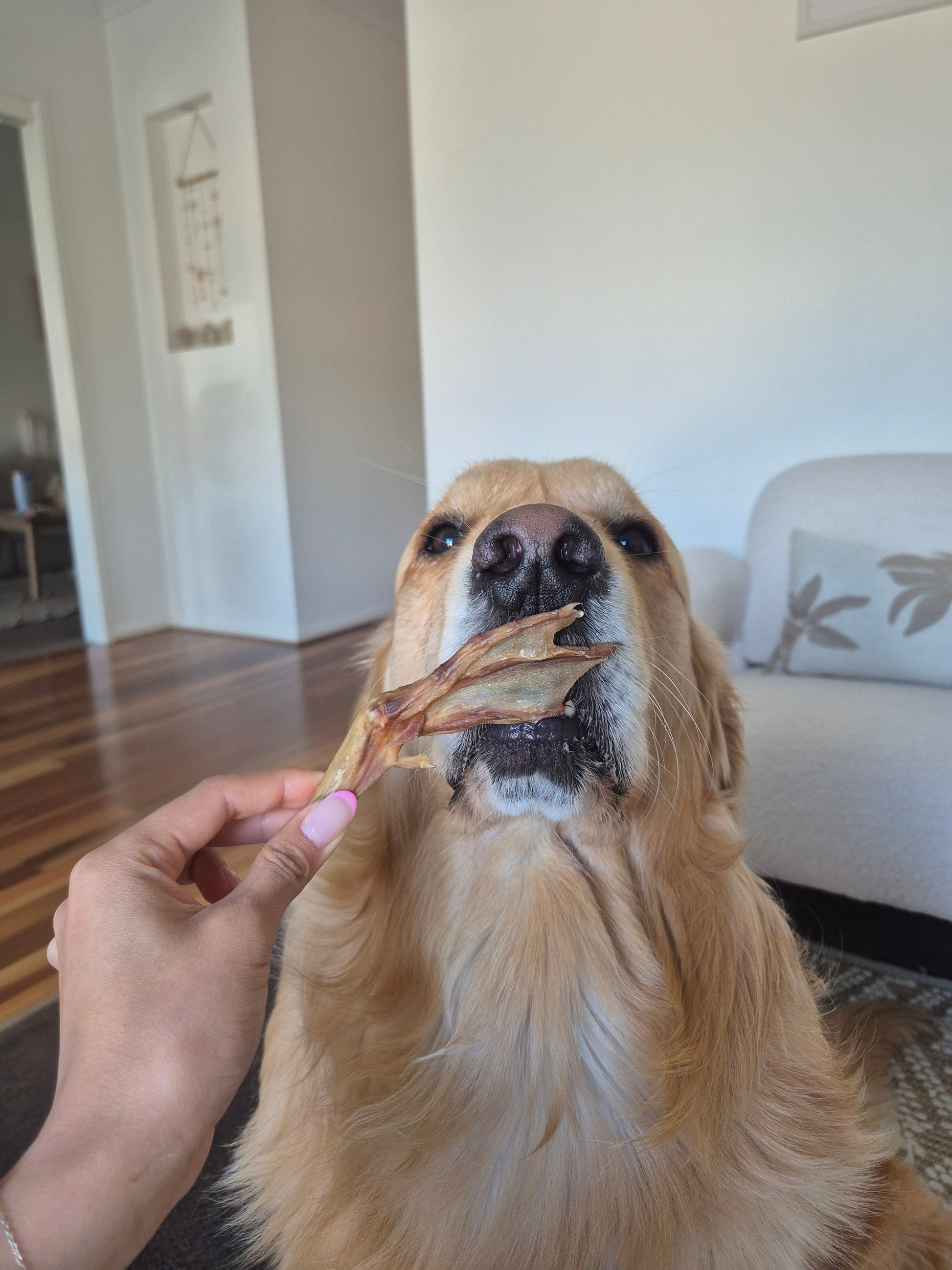 Duck feet dog treats