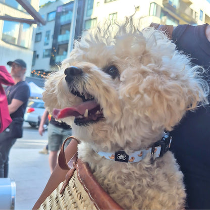 Lenny Dog Collar