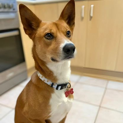 Lenny Dog Collar
