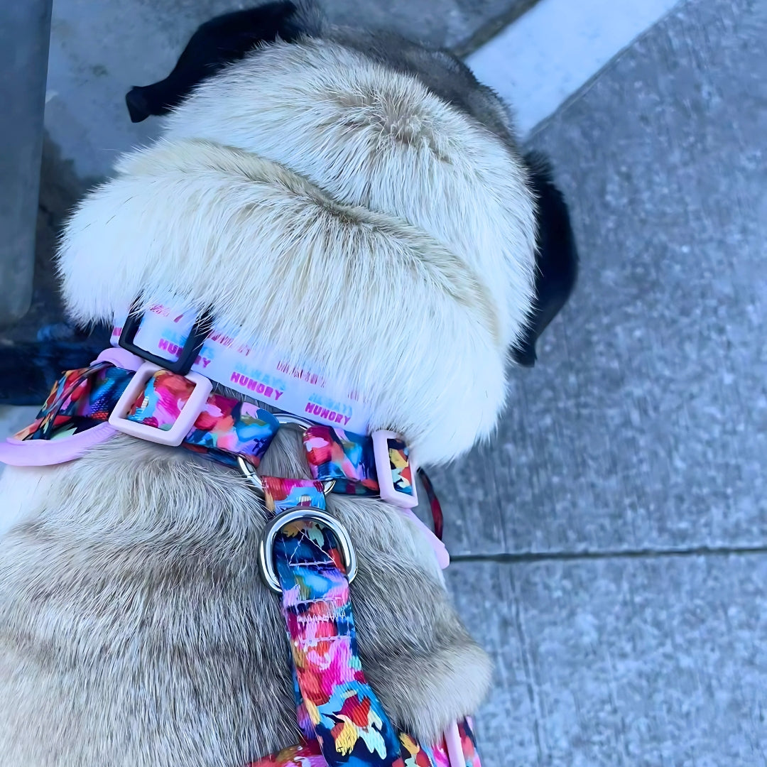 Always Hungry Dog Collar