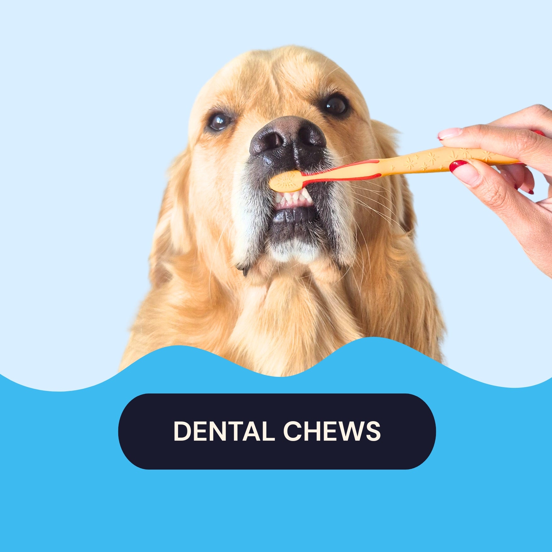 dental chews Lenny's Pup Shop