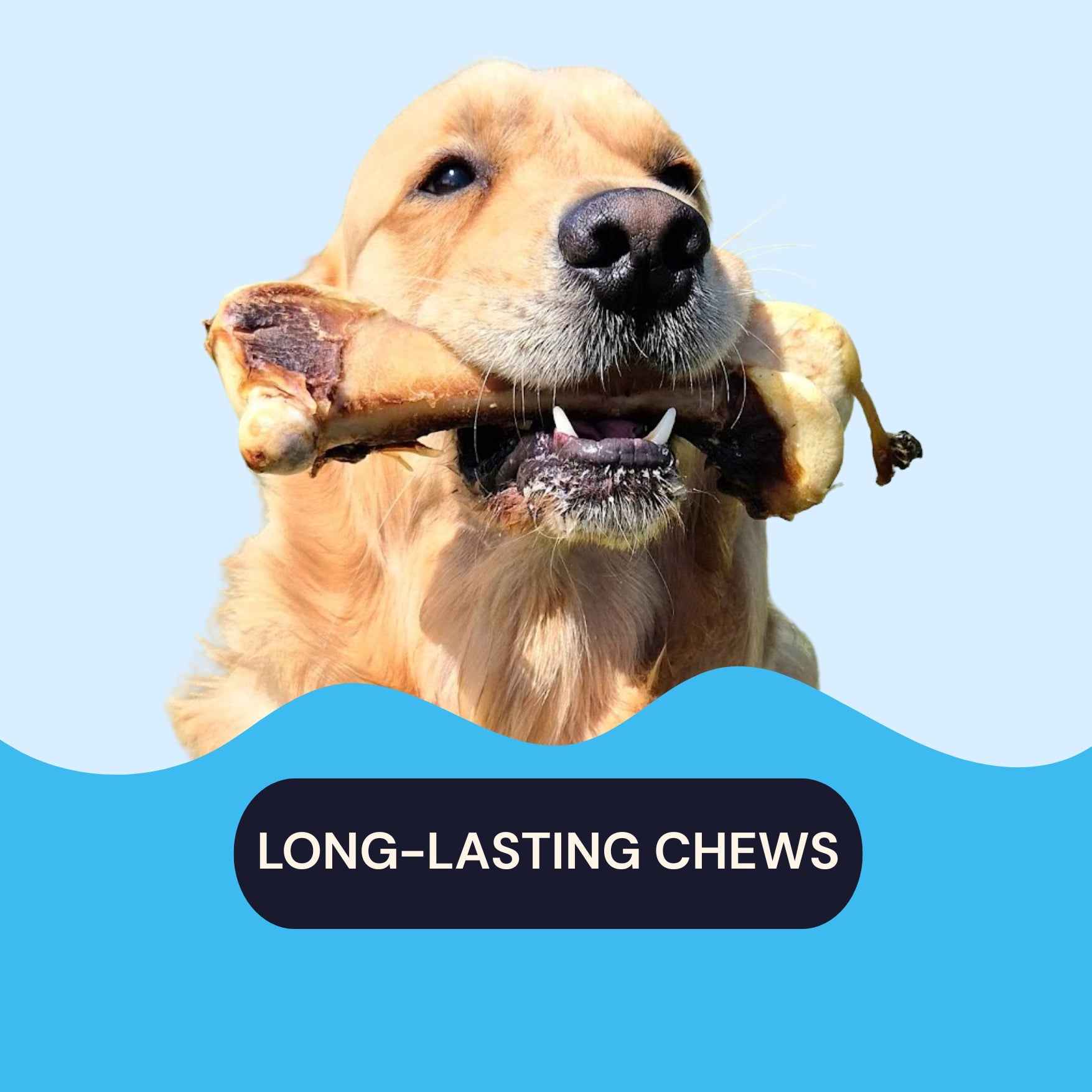 long lastingchews Lenny's Pup Shop
