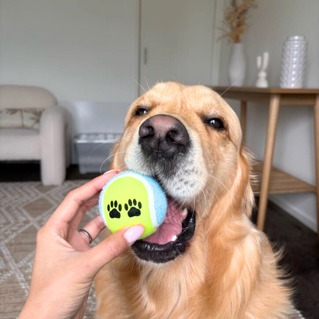 Lenny's Tennis Balls (2 Pack)