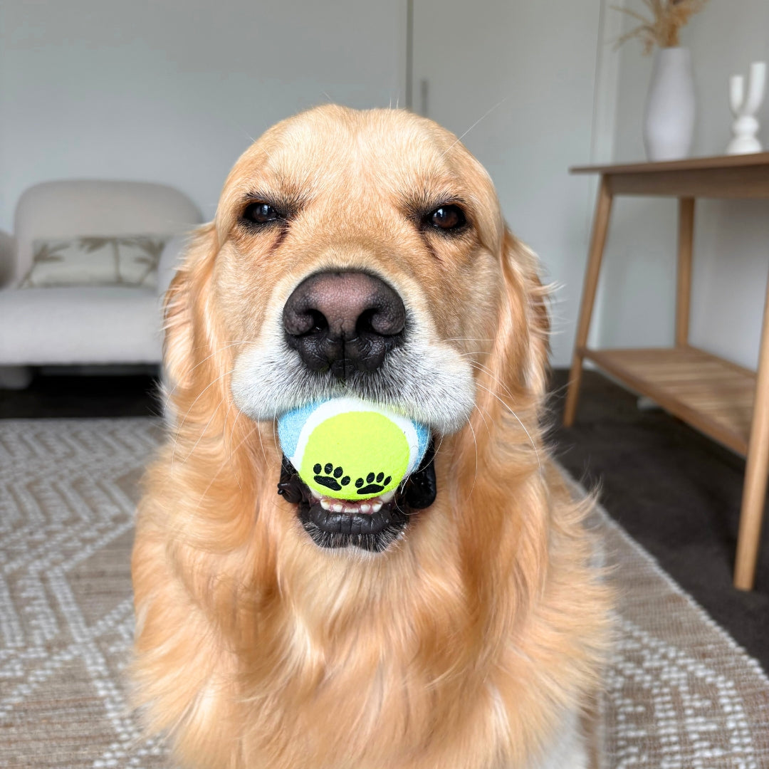 Lenny's Tennis Balls (2 Pack)