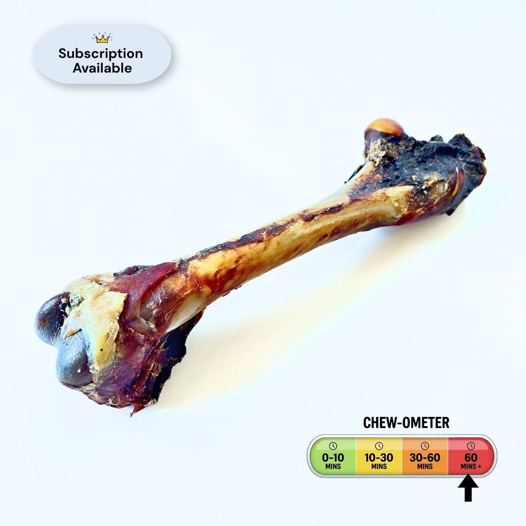 roo femur