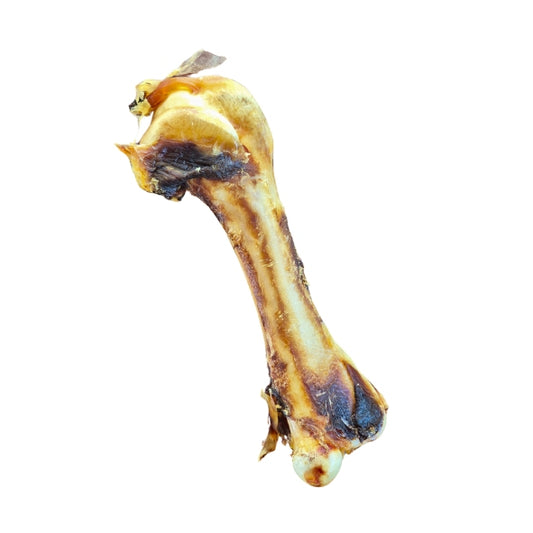 Emu Femur